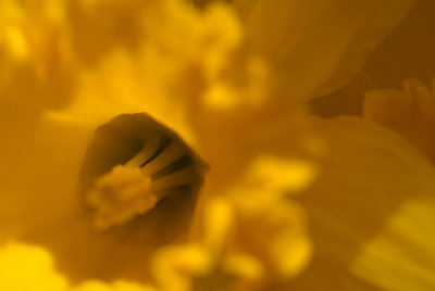 Daffodils in March 23
