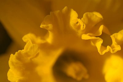 Daffodils in March 24