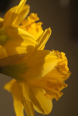 Daffodils in March 26.jpg