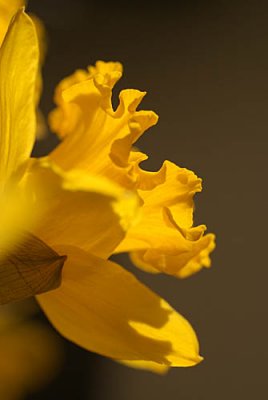 Daffodils in March 27.jpg
