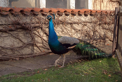 Peacocks in Prague 04