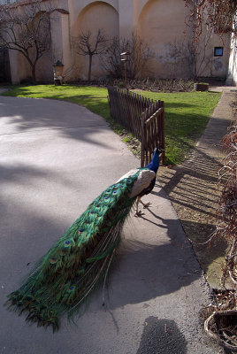 Peacocks in Prague 06