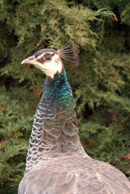 Peacocks in Prague 08