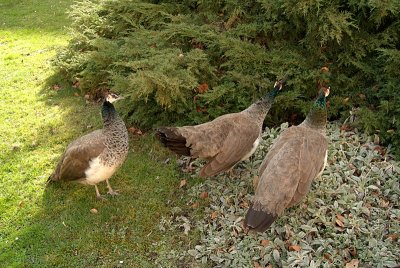 Peahens in Prague 03