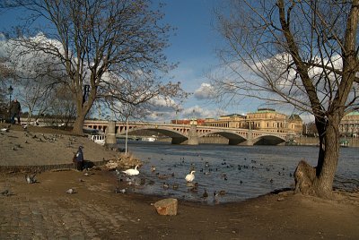 Vltava River with Swans and Ducks