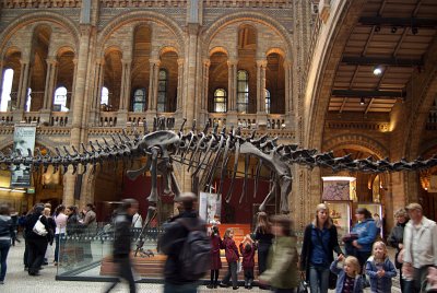 Natural History Museum London Interior 09