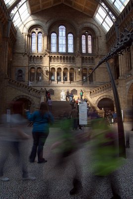 Natural History Museum London Interior 12