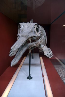 Natural History Museum London Skeleton