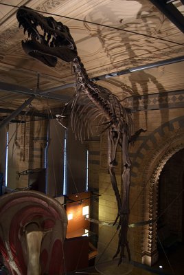 Natural History Museum London Skeleton 02