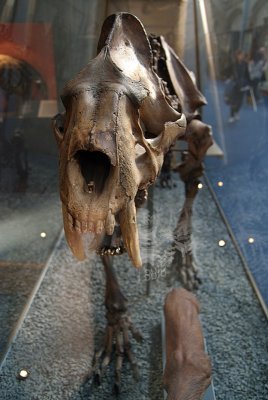 Natural History Museum London Skeleton 04