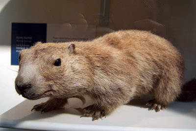Natural History Museum London Stuffed Creature
