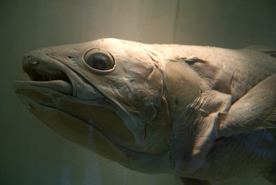 Natural History Museum London Stuffed Fish