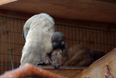 Woolly Monkey Family 03
