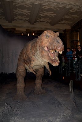 Natural History Museum London T Rex