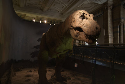 Natural History Museum London T Rex 03