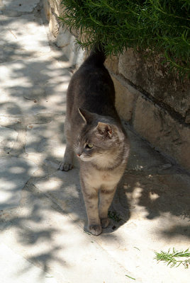 Grey Cat Standing