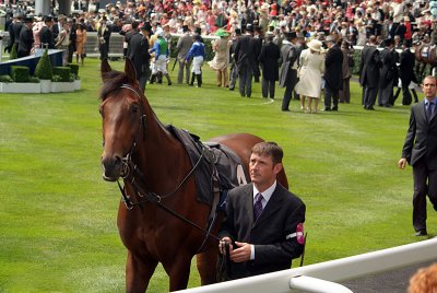 Horse Prior to Race Royal Ascot 05