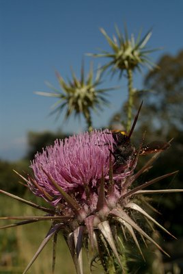 Large Bee on Thistle 06