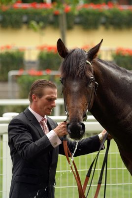 Horse After Race Royal Ascot 02