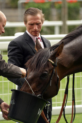 Horse Drinking After Race Royal Ascot