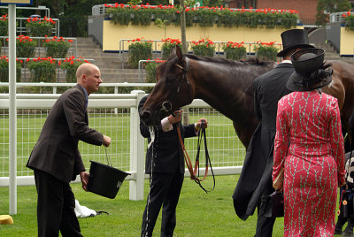 Horse Drinking After Race Royal Ascot 02