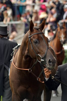 Horse Prior to Race Royal Ascot 07