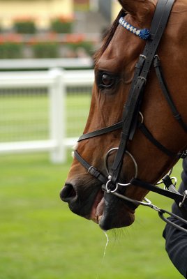 Horse Prior to Race Royal Ascot 09