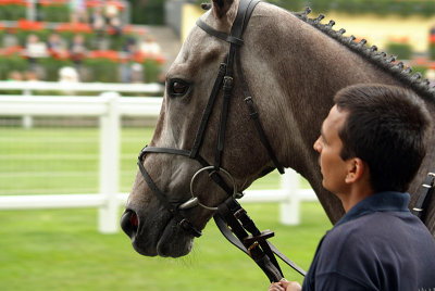 Horse Prior to Race Royal Ascot 10