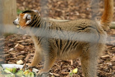 Crowned Lemur 03