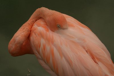Cuban Flamingo 01