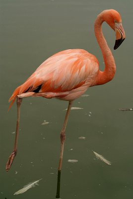 Cuban Flamingo 03