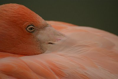 Cuban Flamingo 04