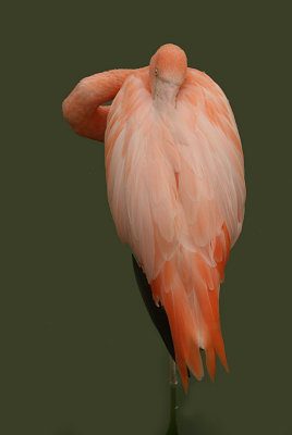 Cuban Flamingo 05