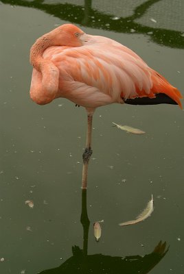 Cuban Flamingo 06