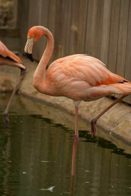 Cuban Flamingo 07