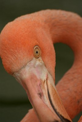 Cuban Flamingo 08