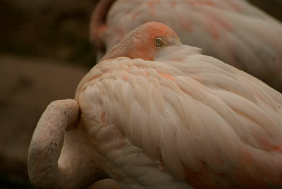 Cuban Flamingo 09