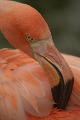Cuban Flamingo 10