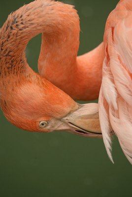 Cuban Flamingo 11