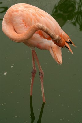 Cuban Flamingo 12
