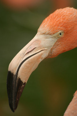 Cuban Flamingo 13