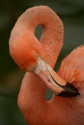Cuban Flamingo 14