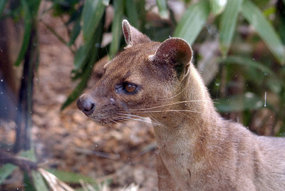 Fossa 03