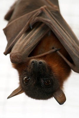 Little Red Flying Fox 13