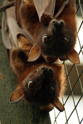 Little Red Flying Foxes 02