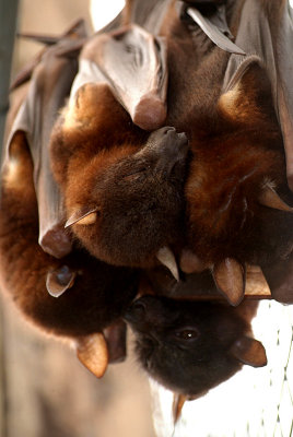 Little Red Flying Foxes 04