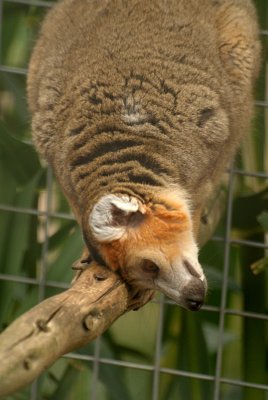 Crowned Lemur 05