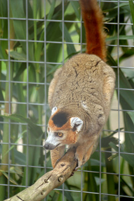 Crowned Lemur 06