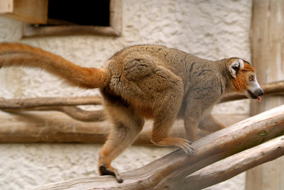 Crowned Lemur 09