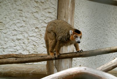 Crowned Lemur 10